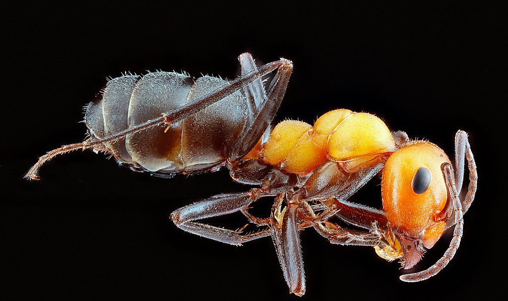 Ant Control service in Lakeville, MN
