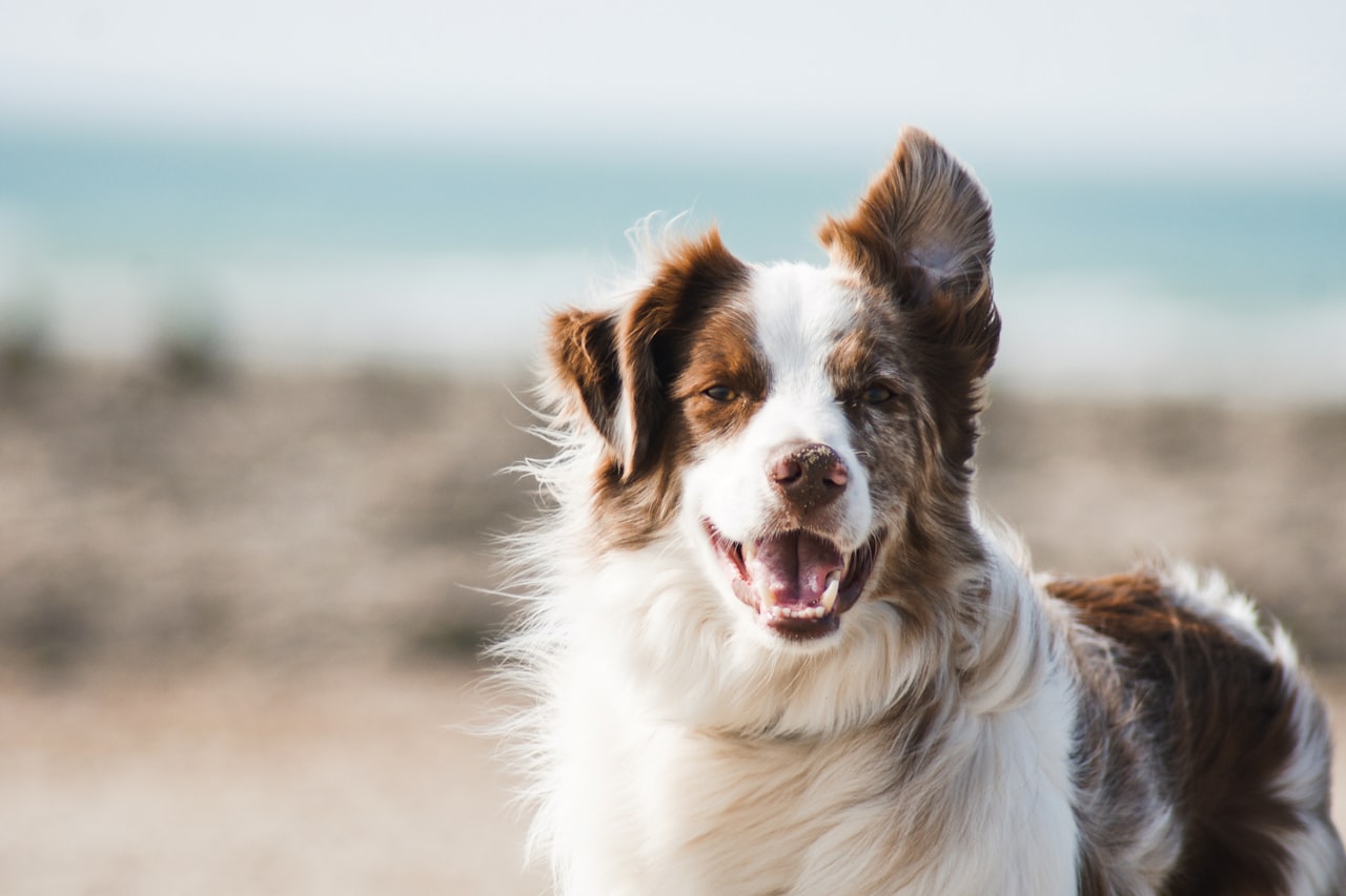 Flea & Tick Control service in Lakeville, MN