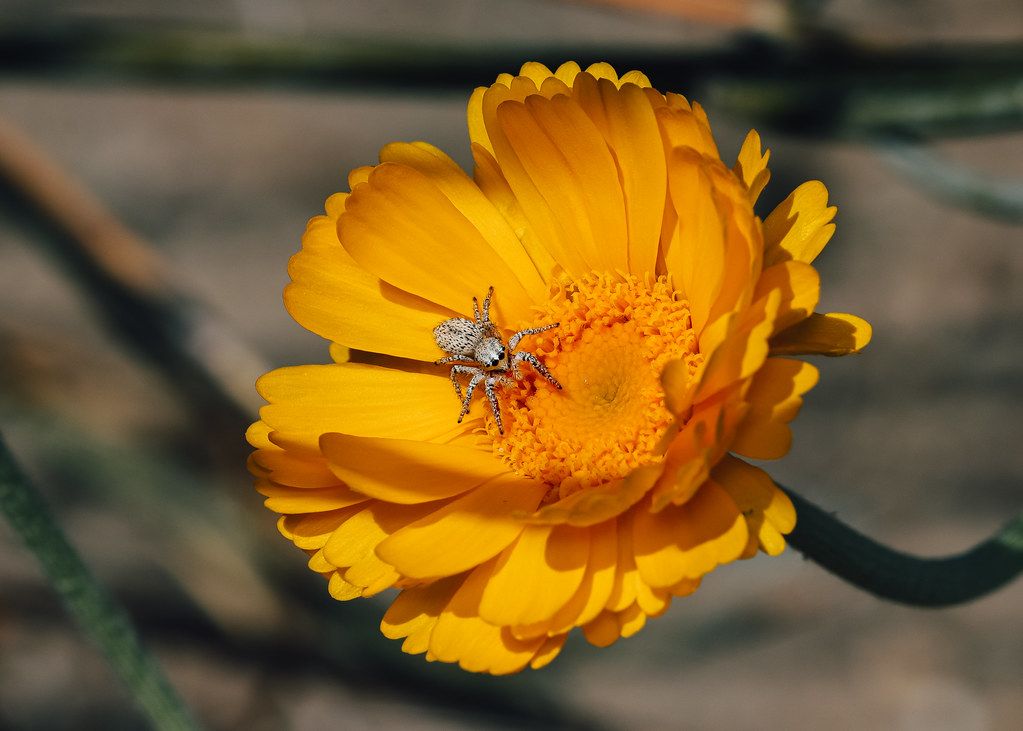 Spider Control service in Lakeville, MN